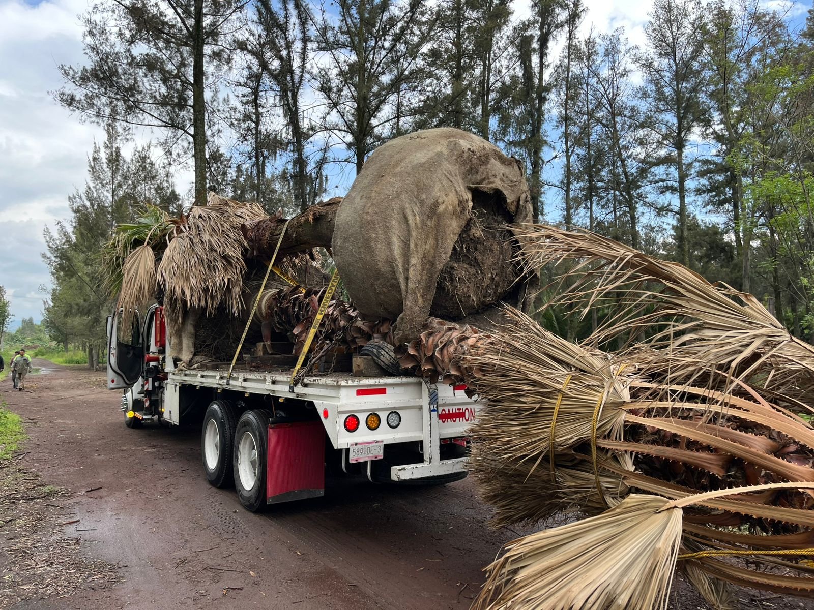 Área verde creada y mantenida por SAYDE