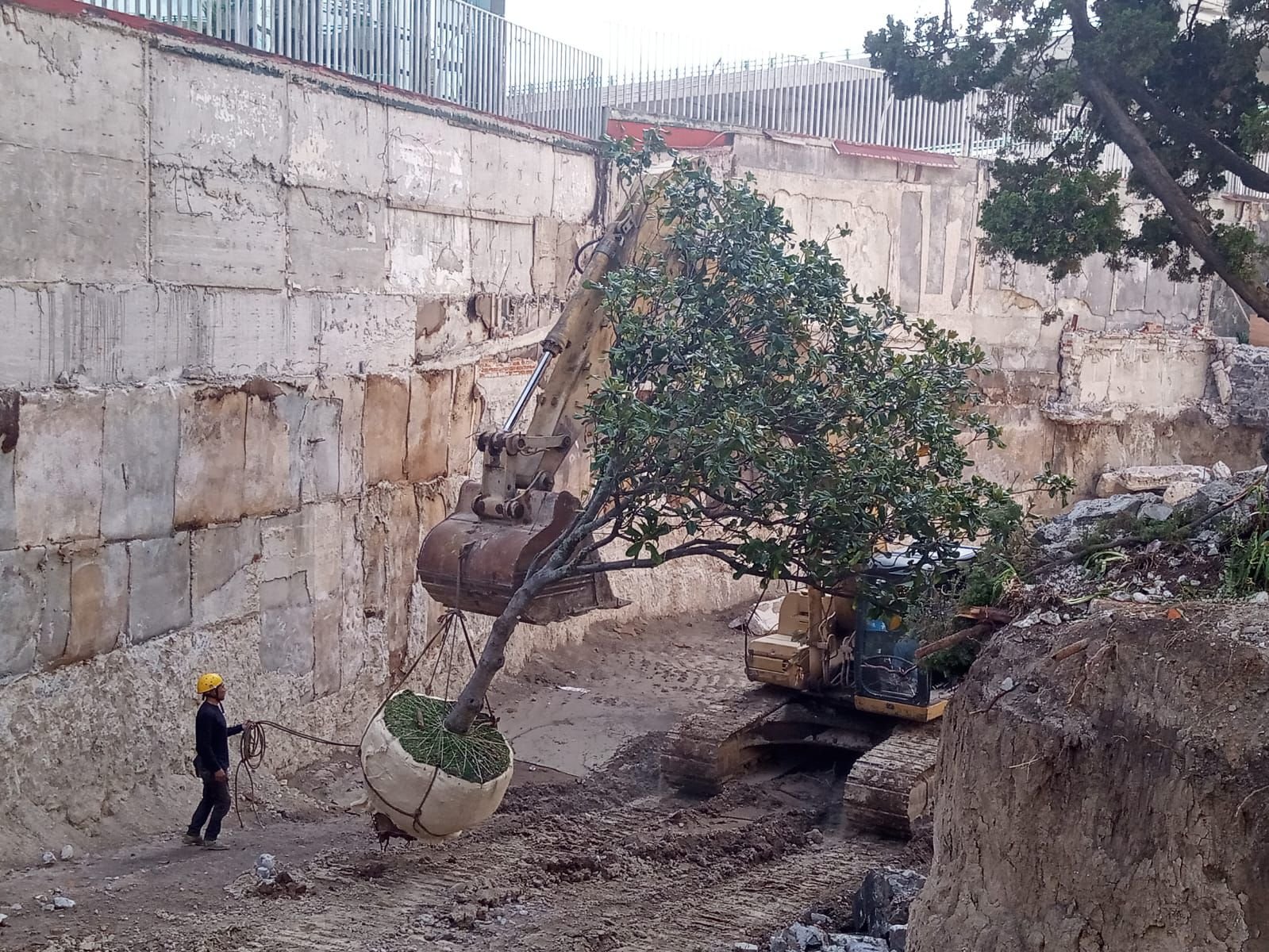 Detalle de poda profesional