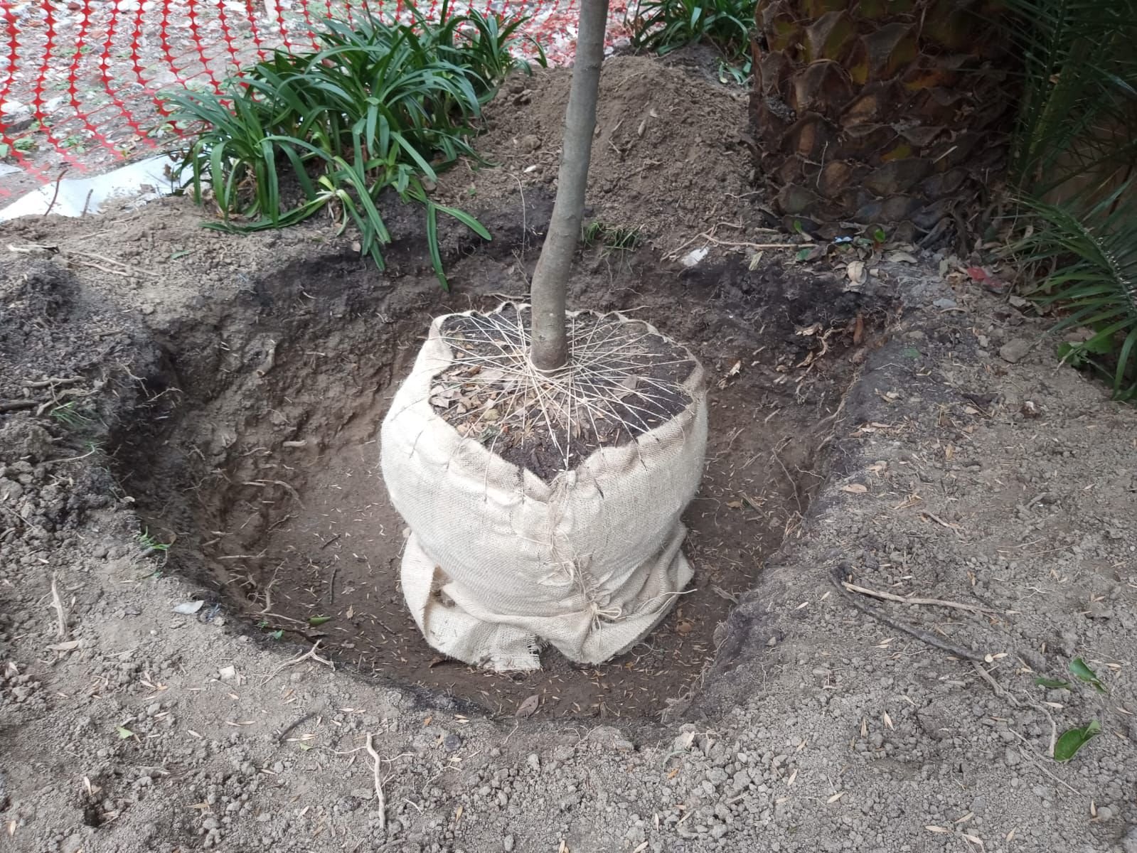 Creación y plantación de nuevas áreas verdes y jardines