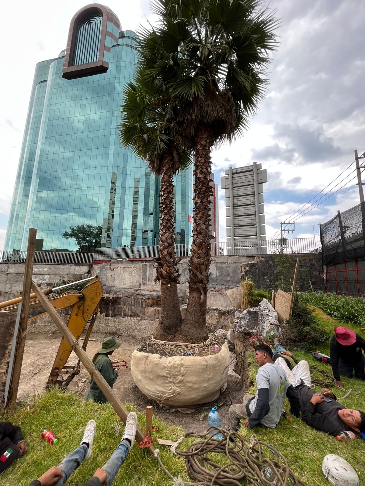 Proyecto de arquitectura del paisaje con palmera junto a edificio