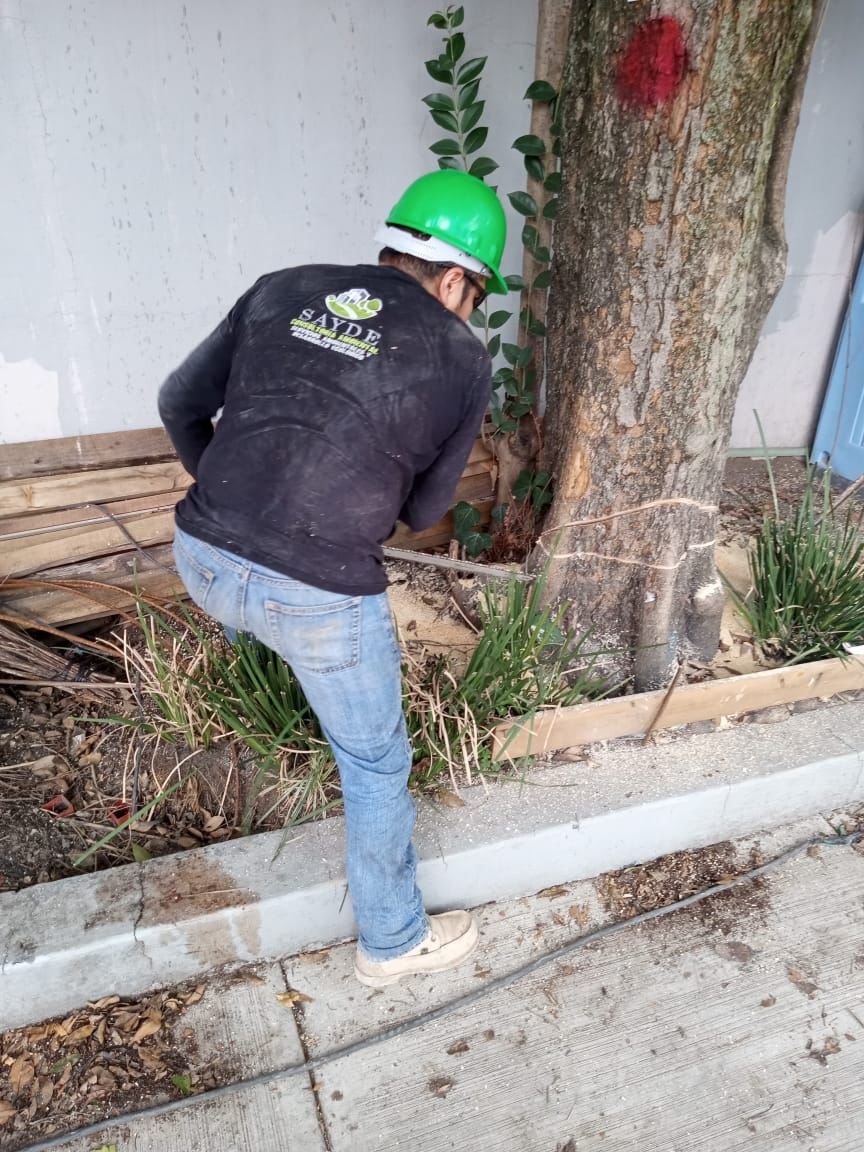 Tratamiento profesional de arbolado urbano